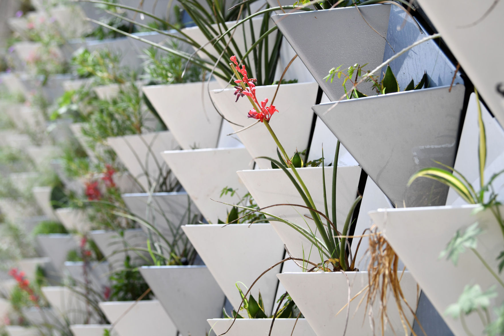 Living Wall at Texas A&M